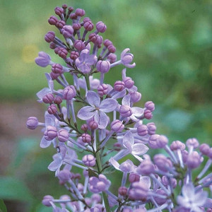 Syringa x hyacinthiflora 'Excel', Syringa 'Excel', Early Flowering Lilac 'Excel', Early Hybrid Lilac 'Excel', Lavender lilac, Fragrant Lilac, Lavender Flowers, Fragrant Shrub, Fragrant Tree